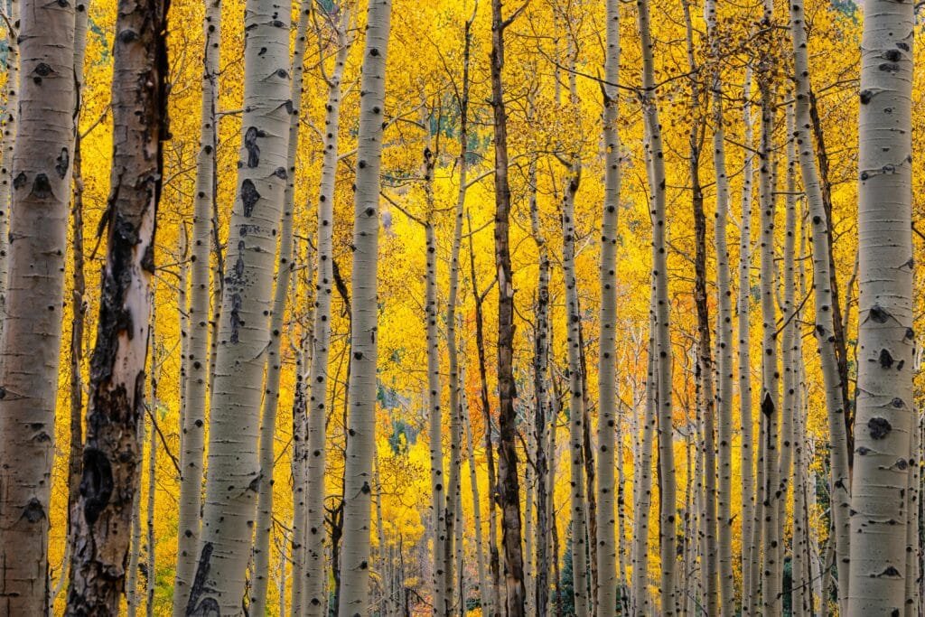 Aspen and the Rockies one of the travel spots in the US during fall