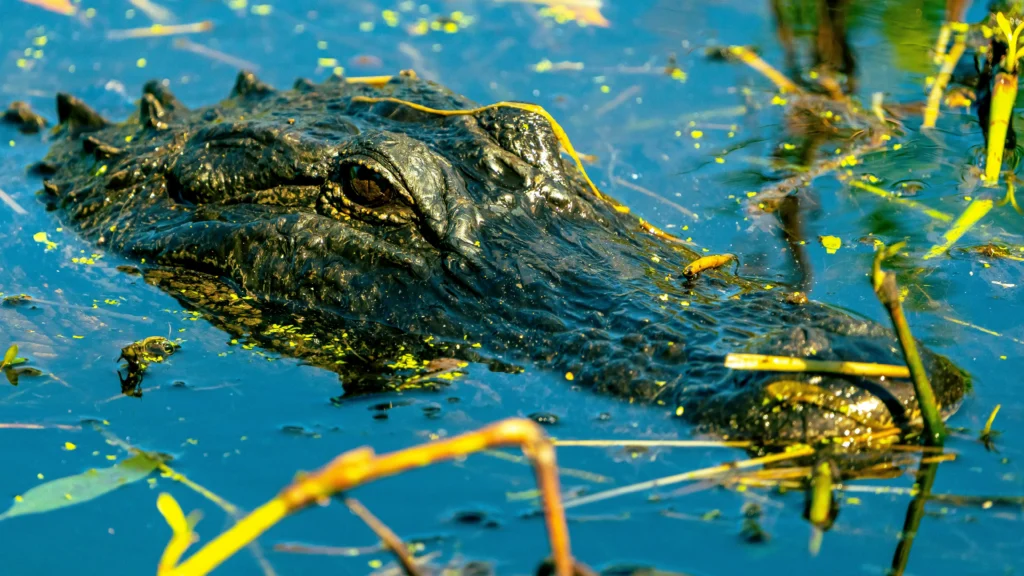 Wildlife and wetlands at Everglades, unique things to do in Miami