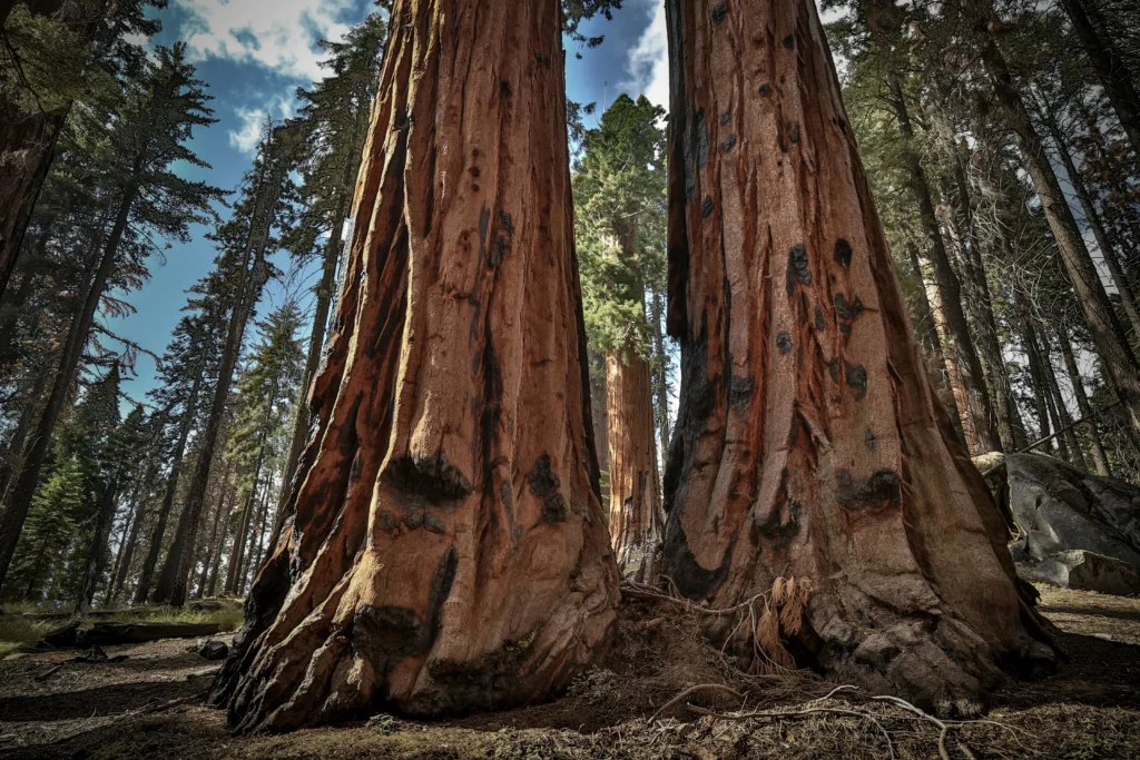 Giant sequoia trees at Kings Canyon, majestic place to visit in California