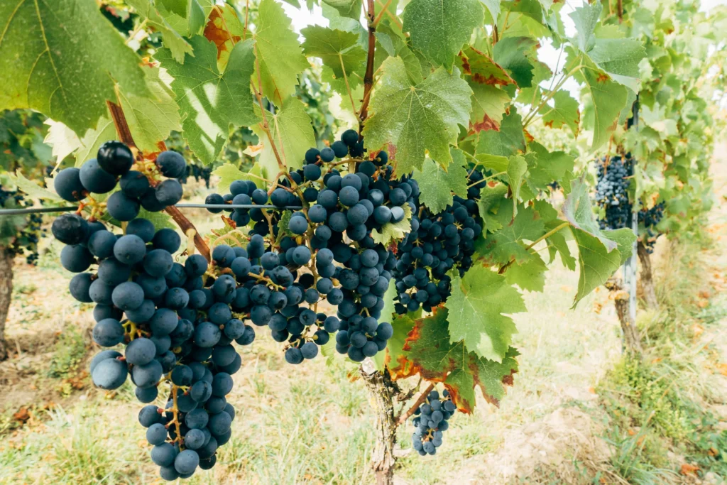 Grapes on vine during harvest season – European wine regions that rival France