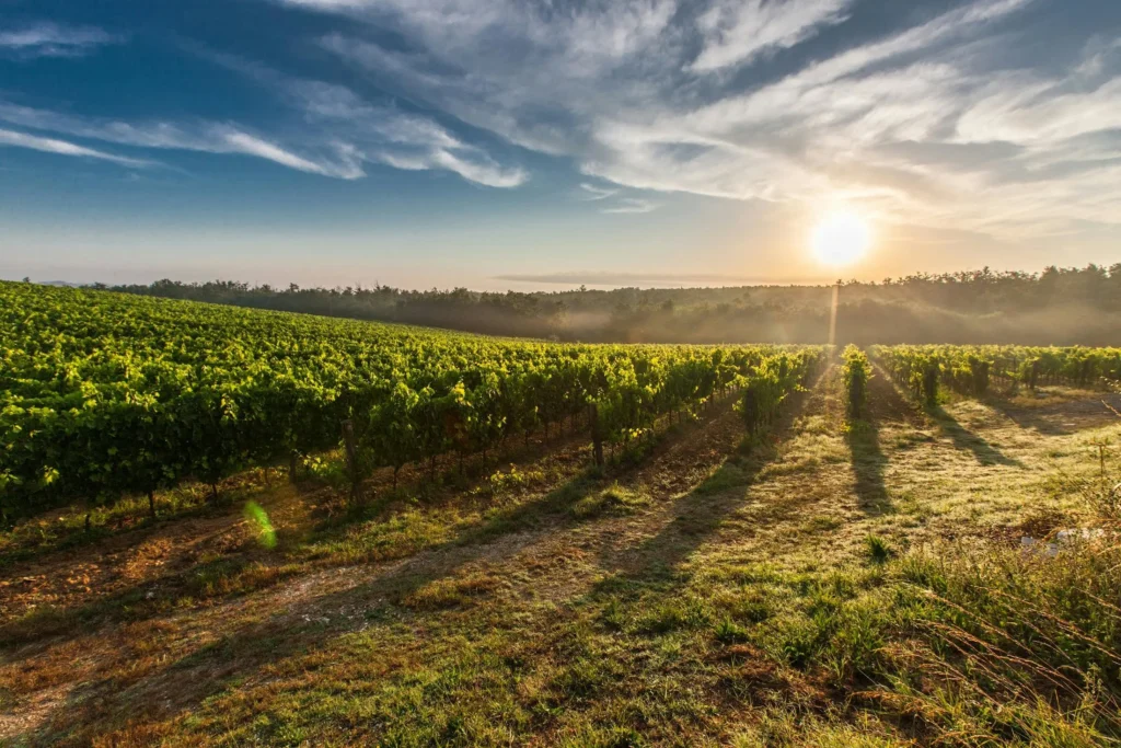 Sunlit vineyards on rolling hills – European wine regions that rival France